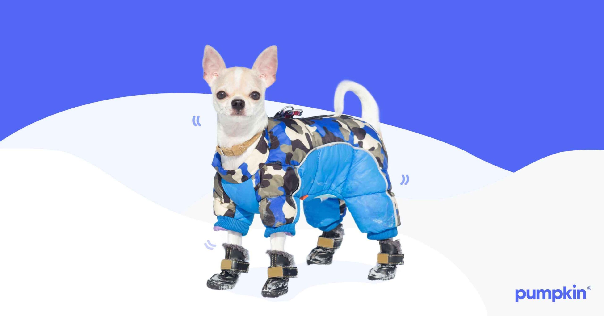 a cute small dog in a winter jacket