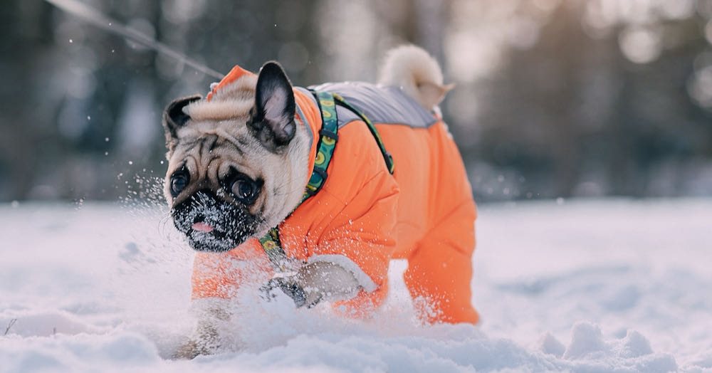 a pug playing in the snow while wearing an orange winter jacket