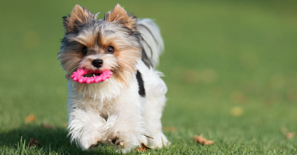 Biewer Yorkshire Terrier running on grass with chew toy in mouth