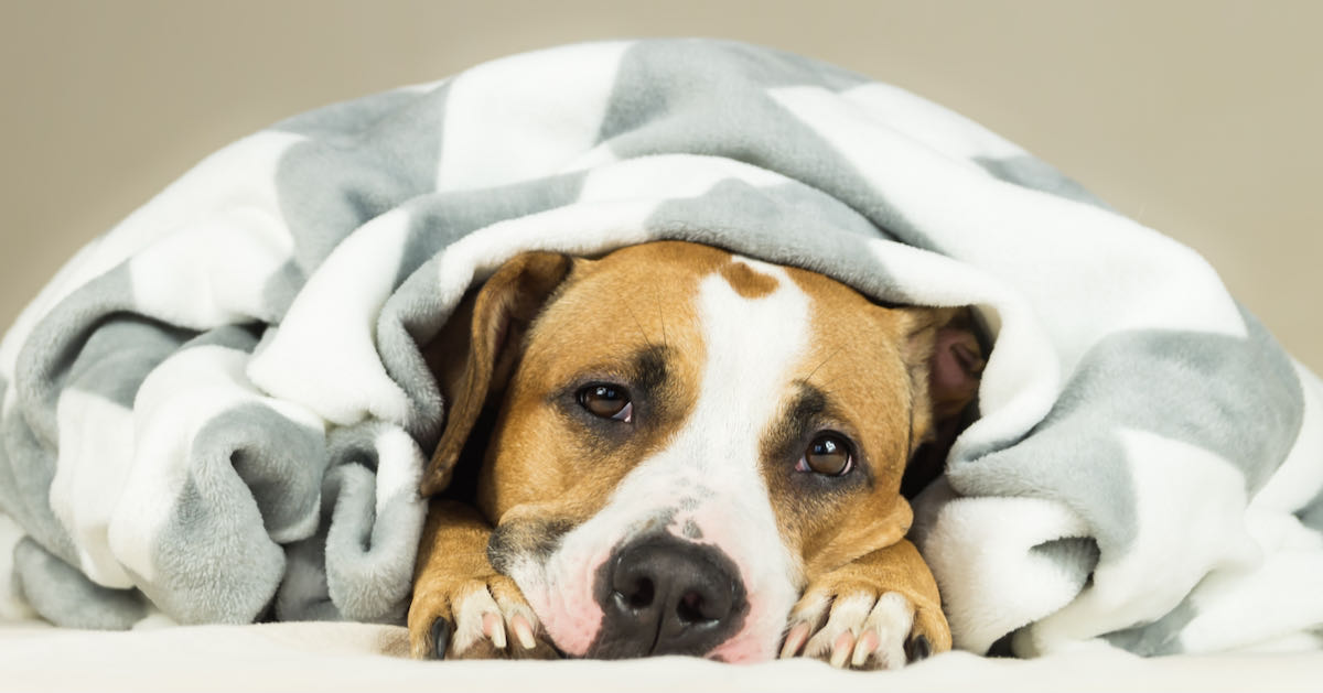 a sick dog with the flu lying under a blanket