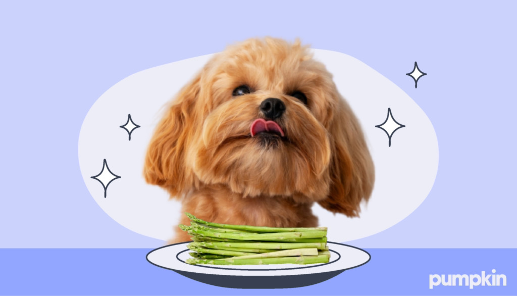 A dog licking its lips next to plate of asparagus