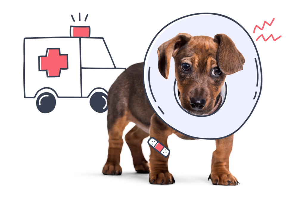 anxious puppy with illustrated bandage and elizabethan collar and ambulance in background