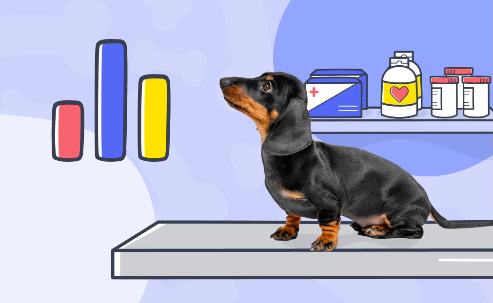 a dog at the vet with illustrated medical supplies in background