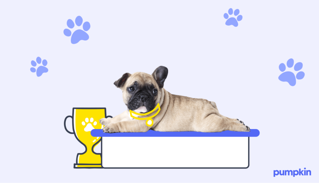 French bulldog puppy on the winner’s podium