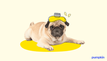 a pug with a fever wearing an illustrated hot water heater on their head