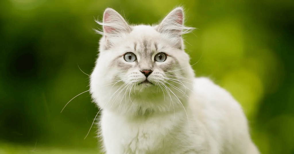 portrait of a Siberian cat with white grey fur