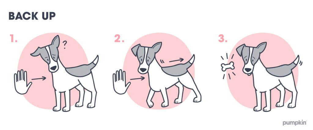 Steps to teach a dog to back up