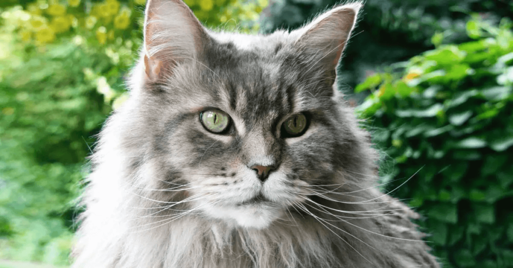 Maine Coon cat breed