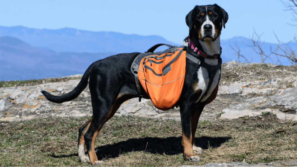 Greater Swiss Mountain Dog with pack