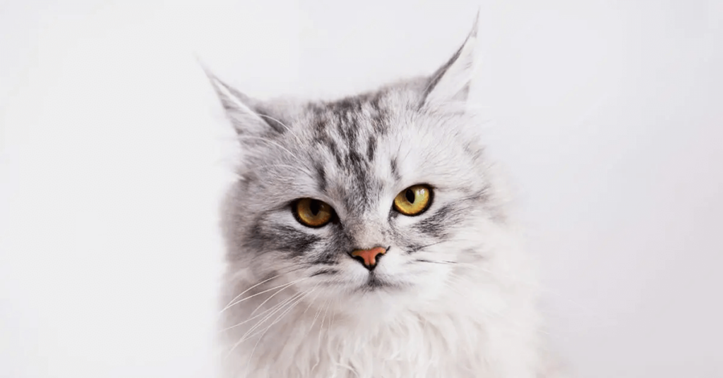 Persian cat breed