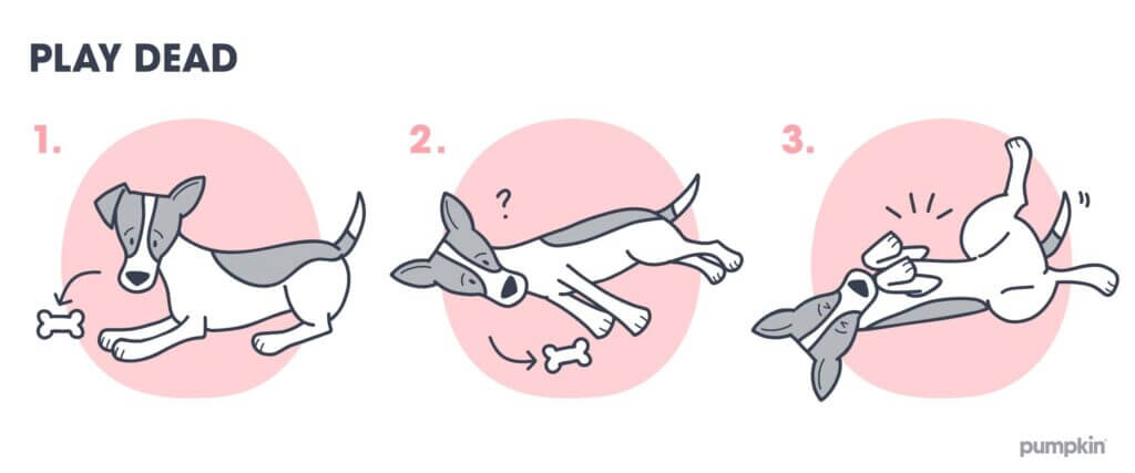 Steps to teach a dog to play dead