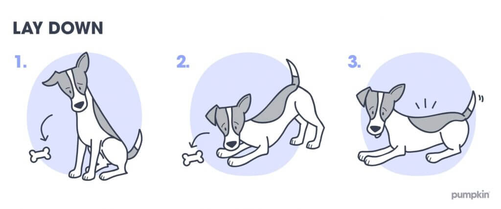 Steps to teach a dog to lay down