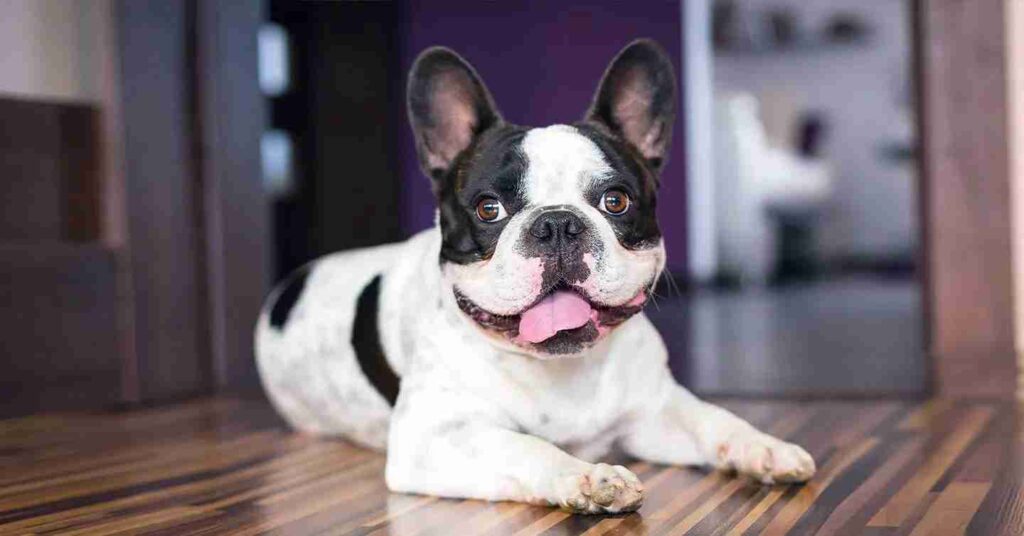 a boston terrier resting on the floor