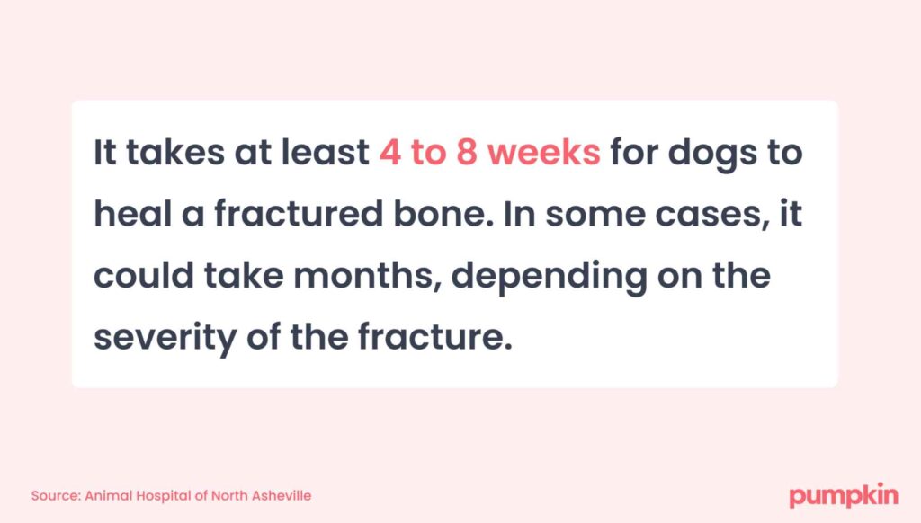 infographic with text that reads 'It takes at least 4 to 8 weeks for dogs to heal a fractured bone. In some cases, it could take months, depending on the severity of the fracture.'