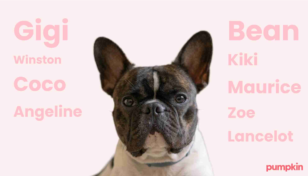 french bulldog with name ideas in background