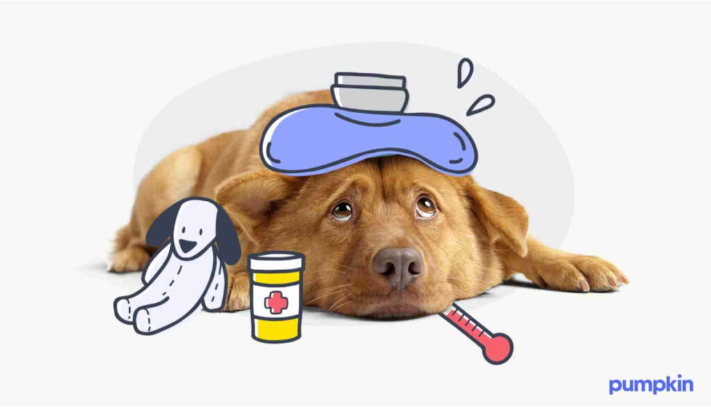 concept art showing a dog being treated for thc toxicity at the vet