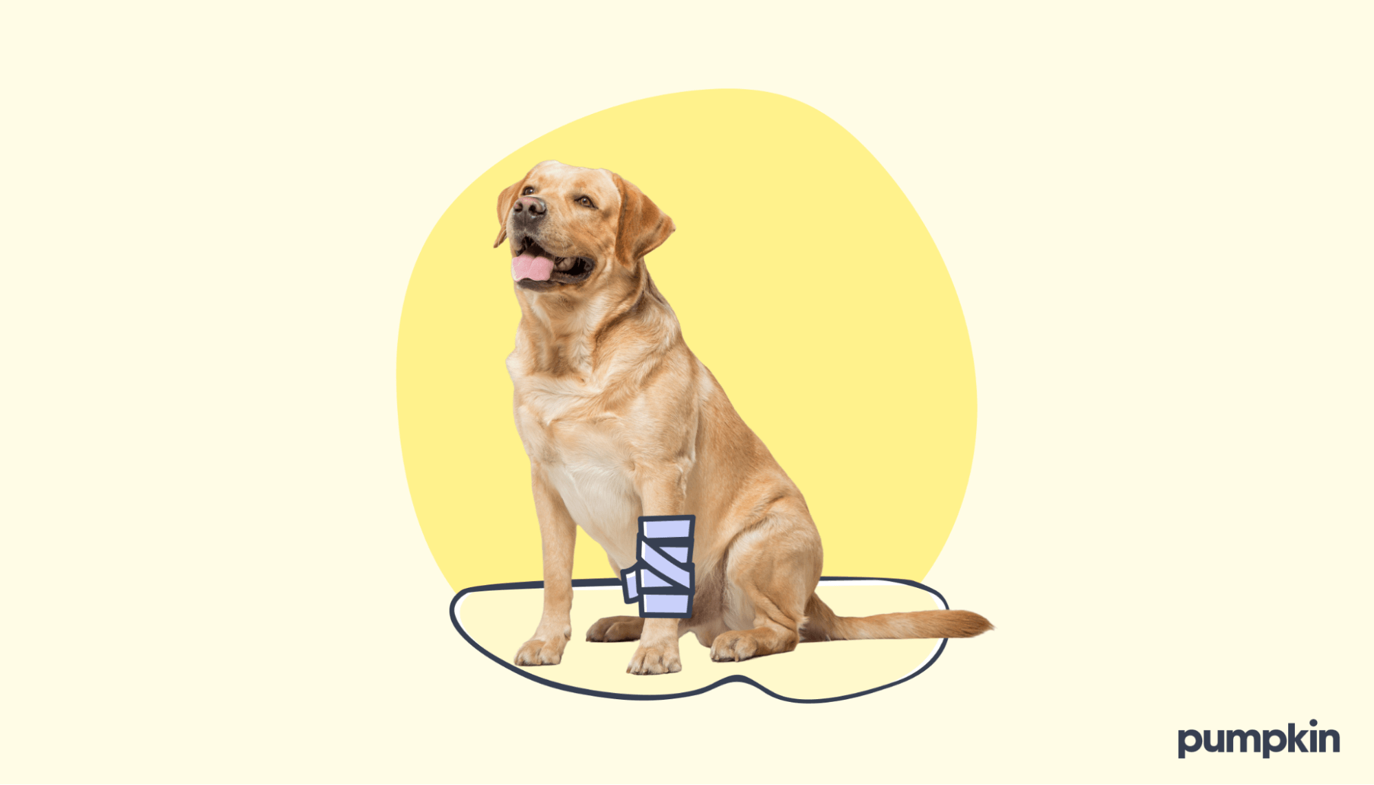 A dog looking up while wearing a bandage on leg