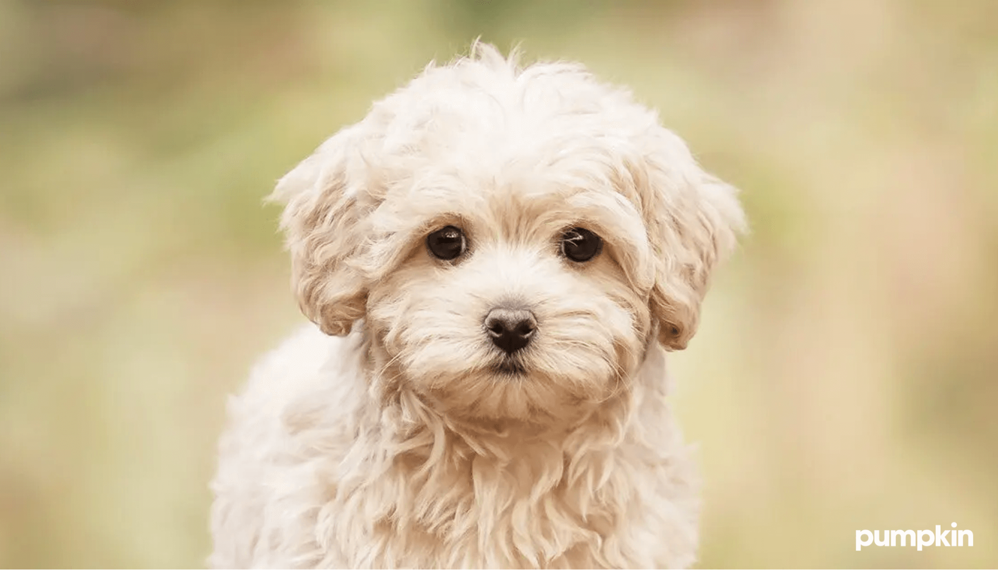 A white maltipoo