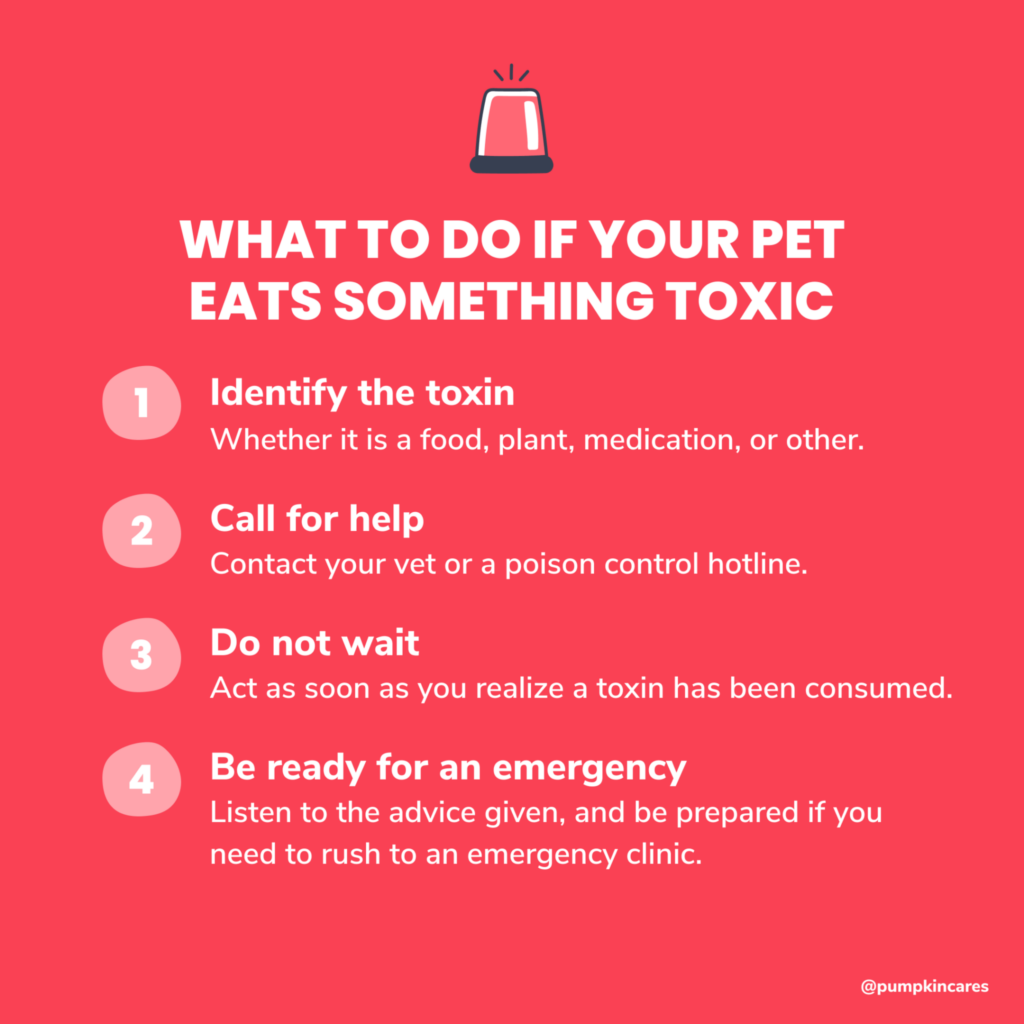 Infographic of steps to take if dog eats something toxic