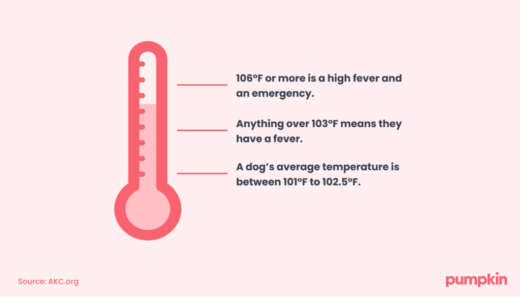 infographic showing when a dog's temperature becomes a fever