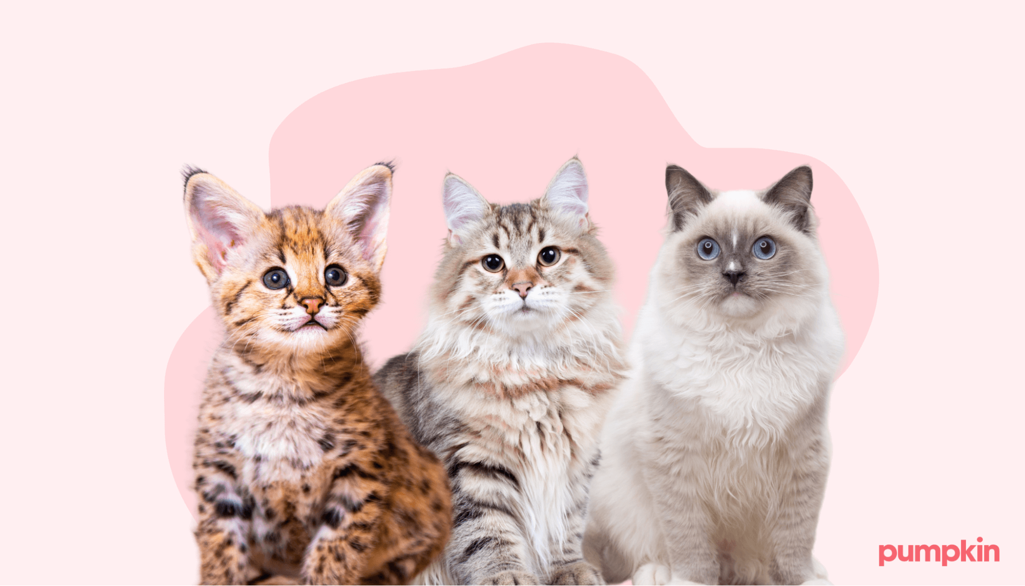 three rare cat breeds standing in a row