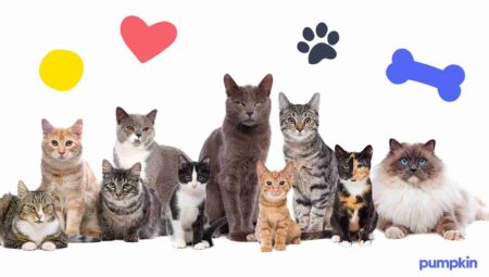 Group of different types and sizes of cats