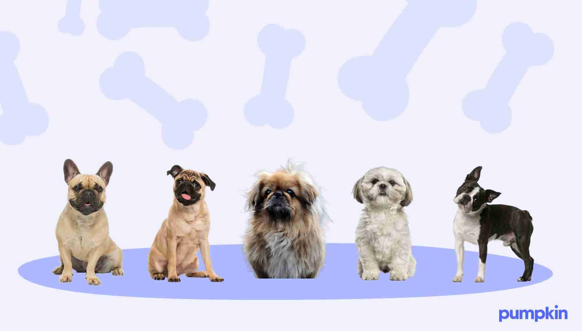 Group of brachycephalic dogs