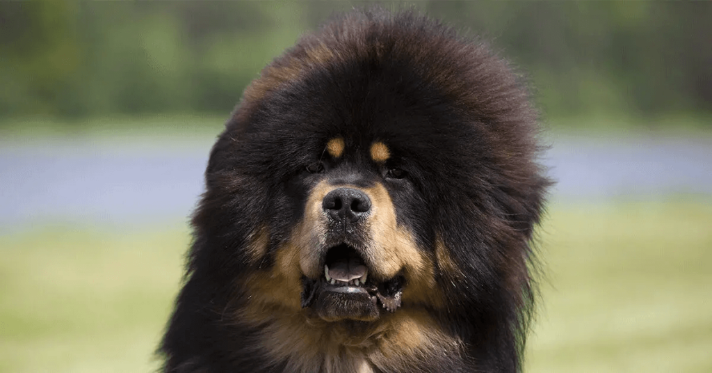 Tibetan Mastiff outdoors, looking in distance