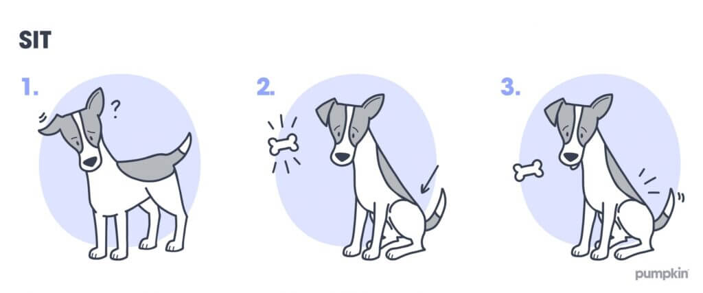 Steps to teach a dog to sit