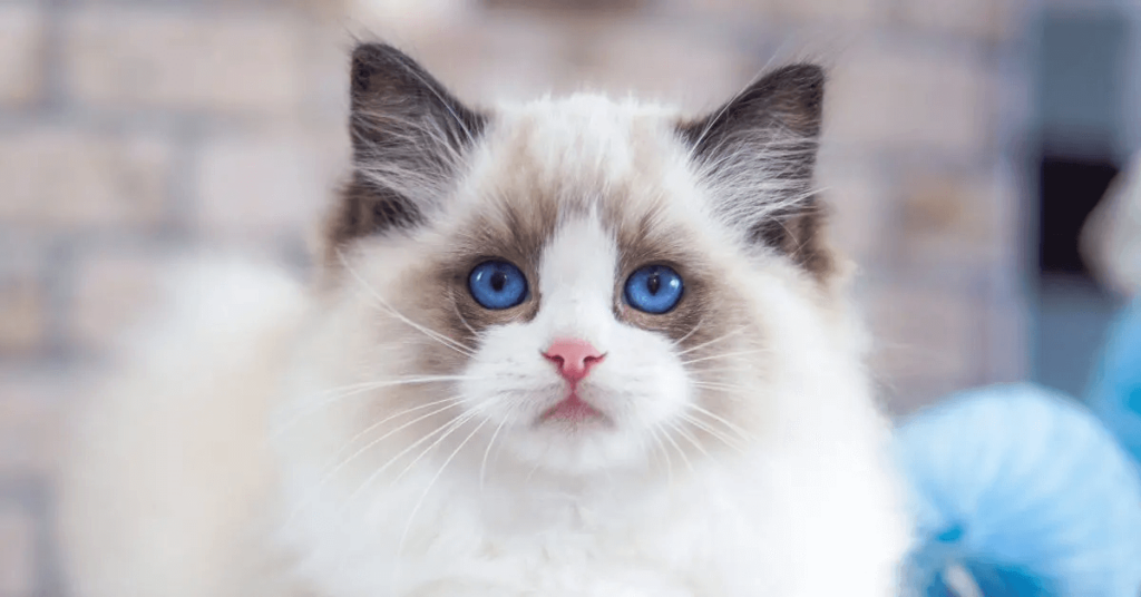 portrait of a Ragdoll kitten with blue eyes