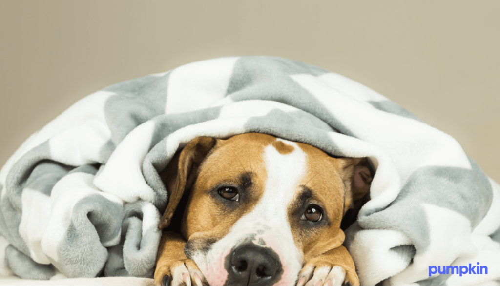 Dog hiding in the covers