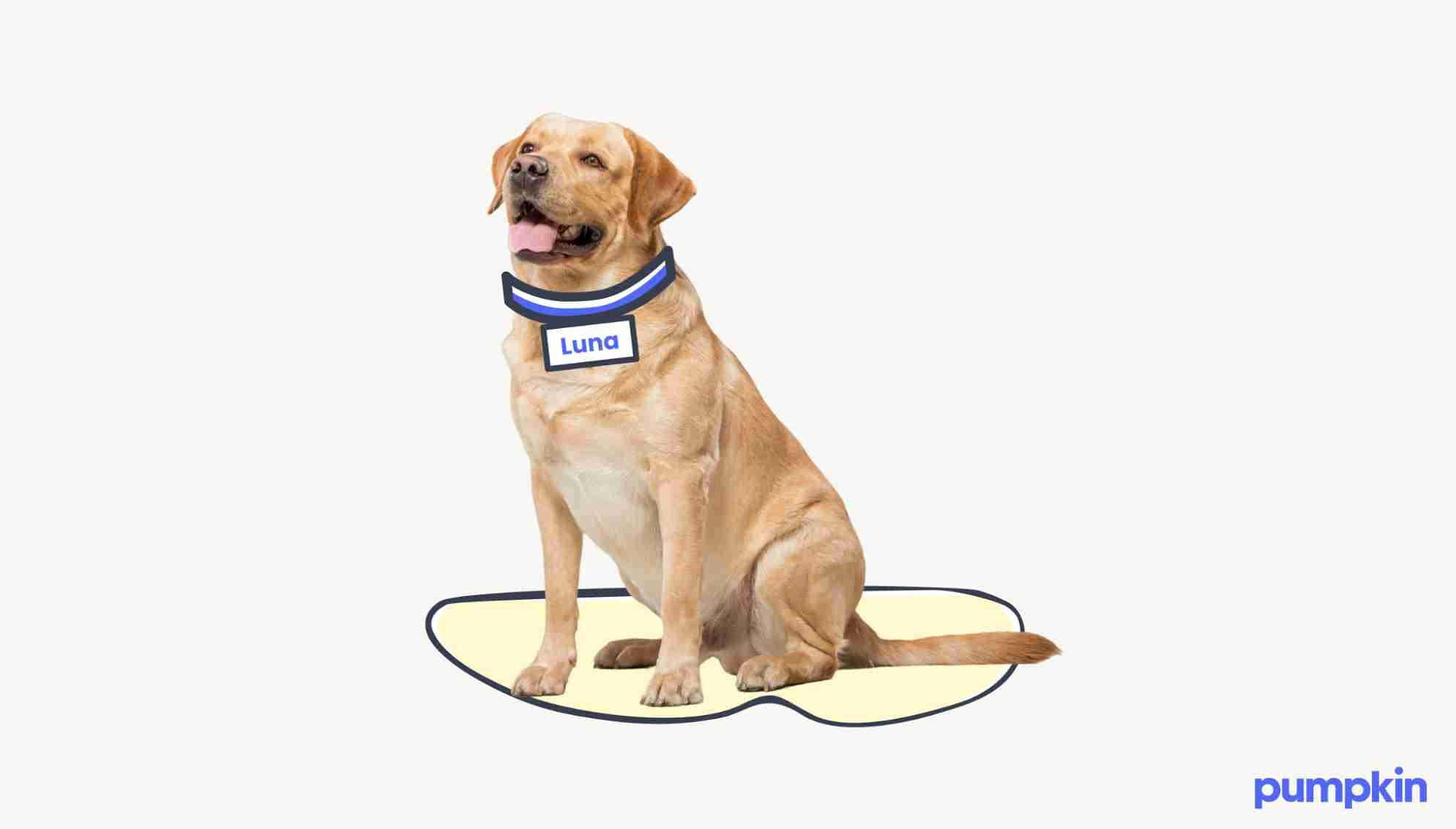 a yellow labrador with a collar that says 'Luna'