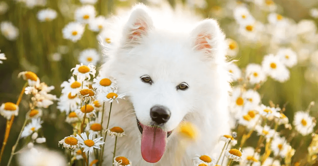 White Samoyed sitting in field of flowers