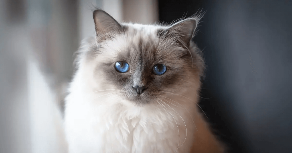 a fluffy birman kitten with bright blue eyes