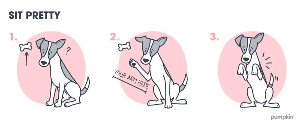 Steps to teach a dog to sit pretty