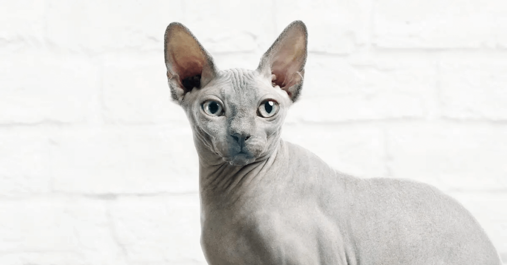 portrait of the Sphynx cat breed