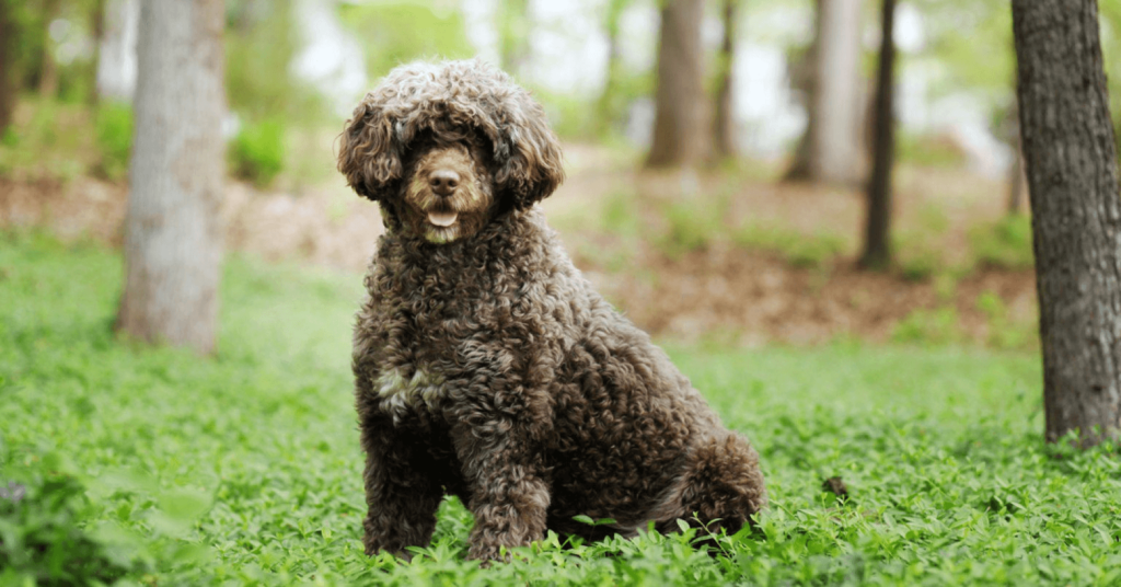 Portuguese water dog sitting in field