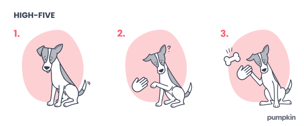 Steps to teach a dog to high-five