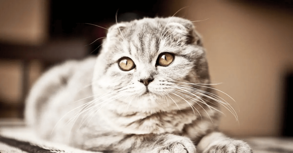 Scottish Fold cat breed