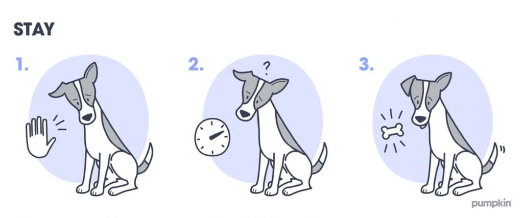 Steps to teach a dog to stay