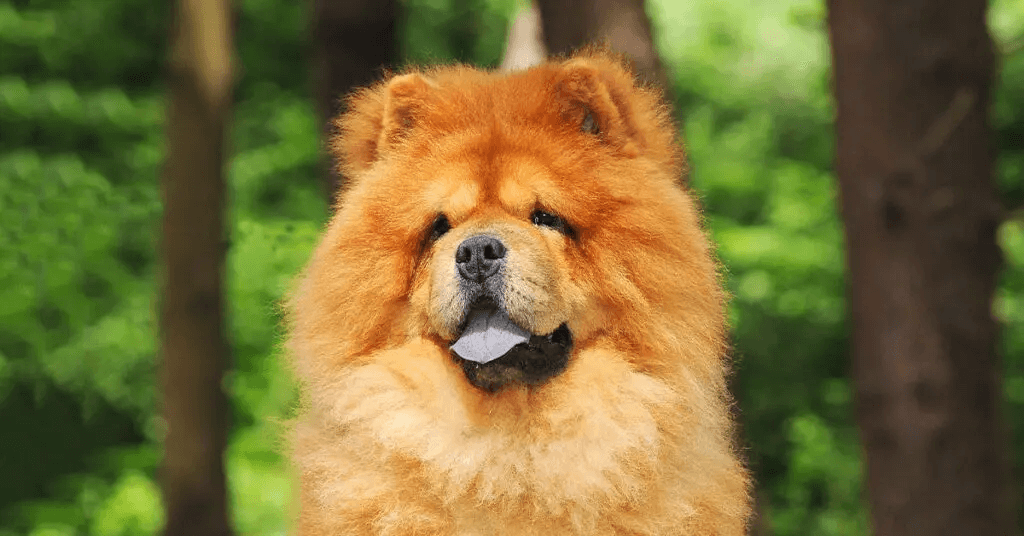 Chow Chow in woods with tongue out