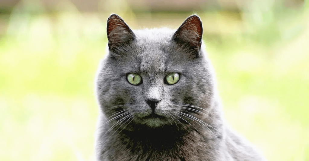 portrait of a Russian Blue cat with green eyes