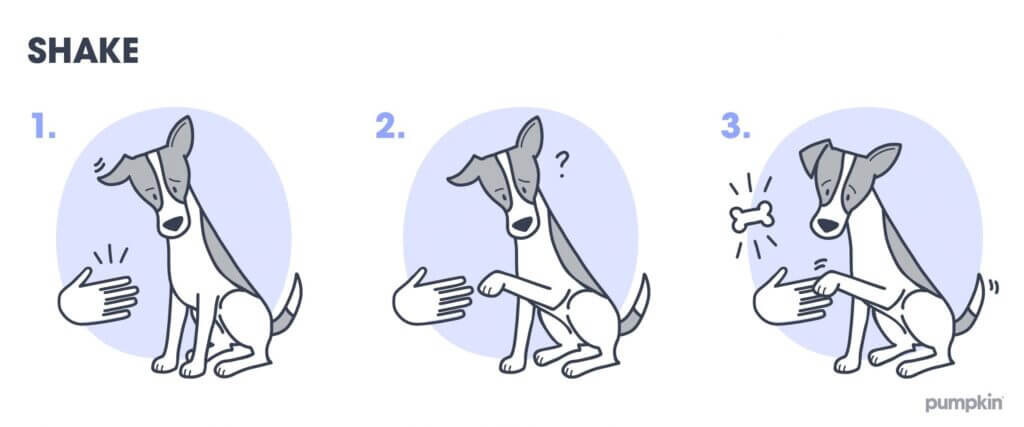 Steps to teach a dog to shake your hand