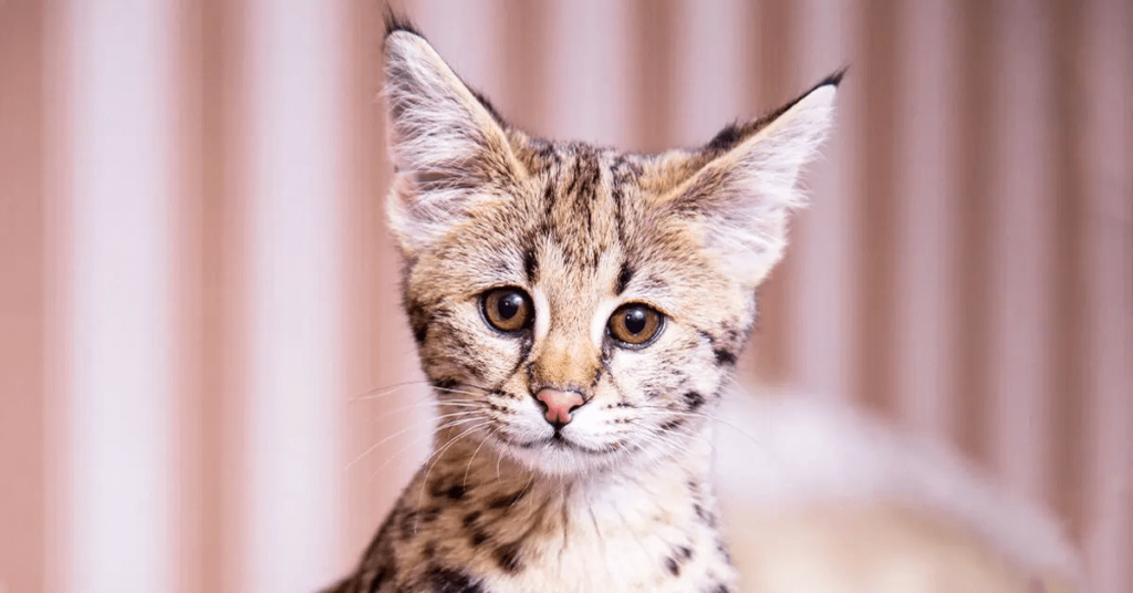 portrait of a Savannah cat