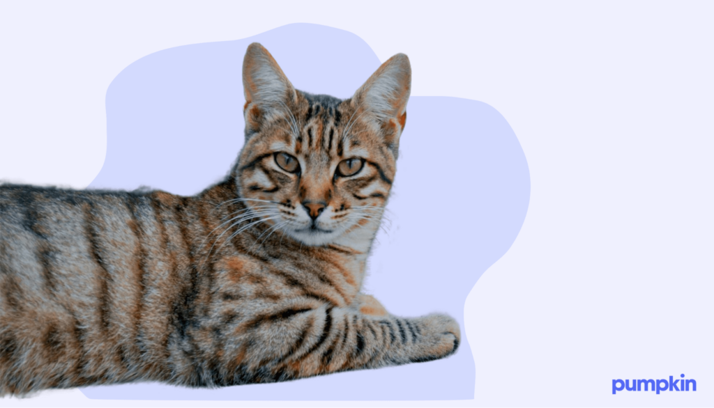 Toyger cat breed