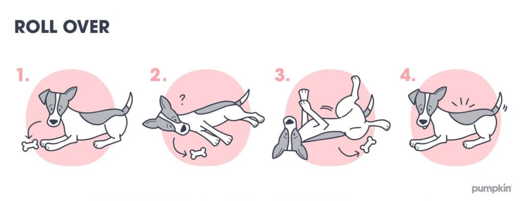 Steps to teach a dog to roll over