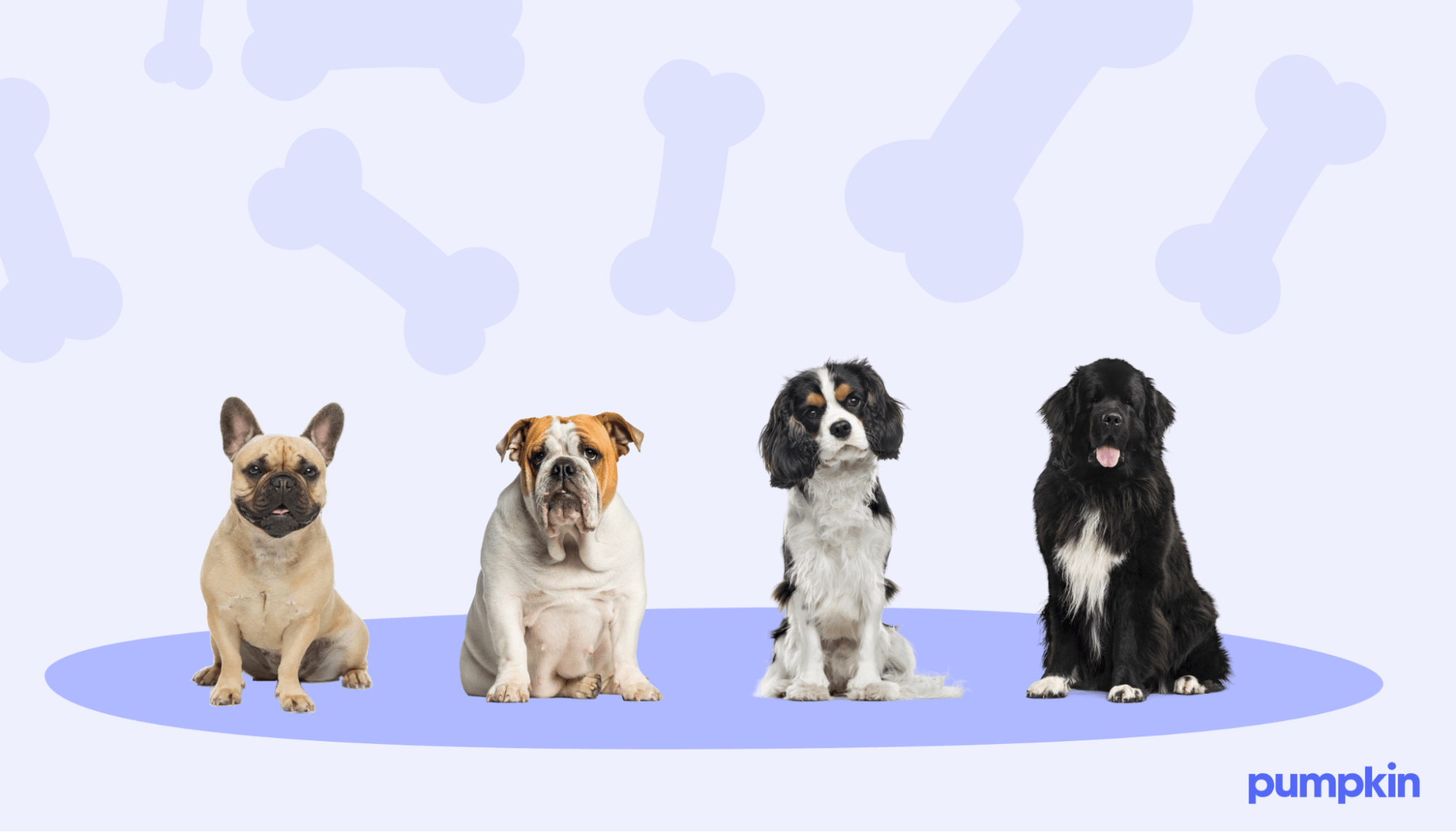 An image of the most expensive dog breeds: English Bulldog, French Bulldog, Cavalier King Spaniel, Newfoundland