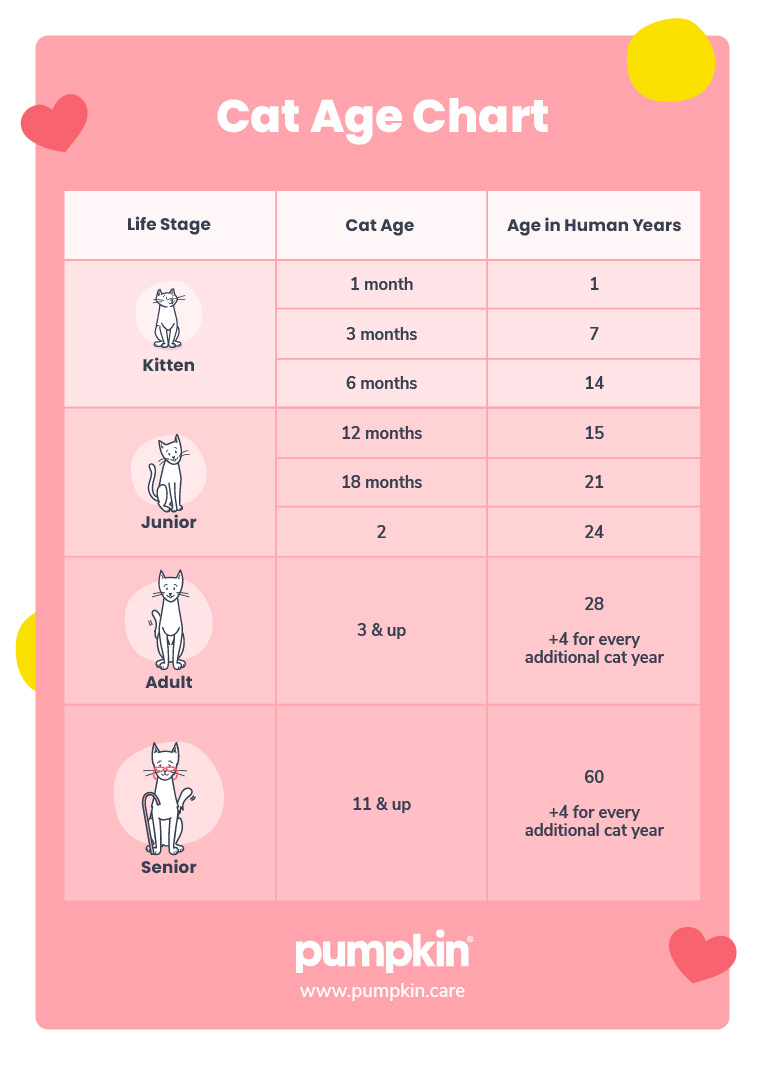 a cat age chart with a table showing how to convert cat years to human years