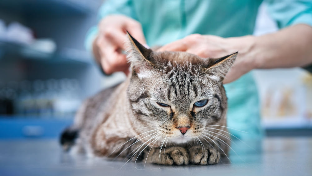 a squinting cat getting a physical exam at a vet's office