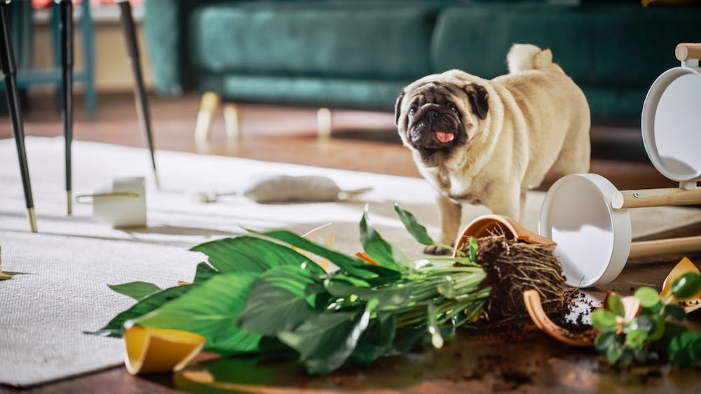 an adorable pug with tongue sticking out has knocked over plant and looks guilty